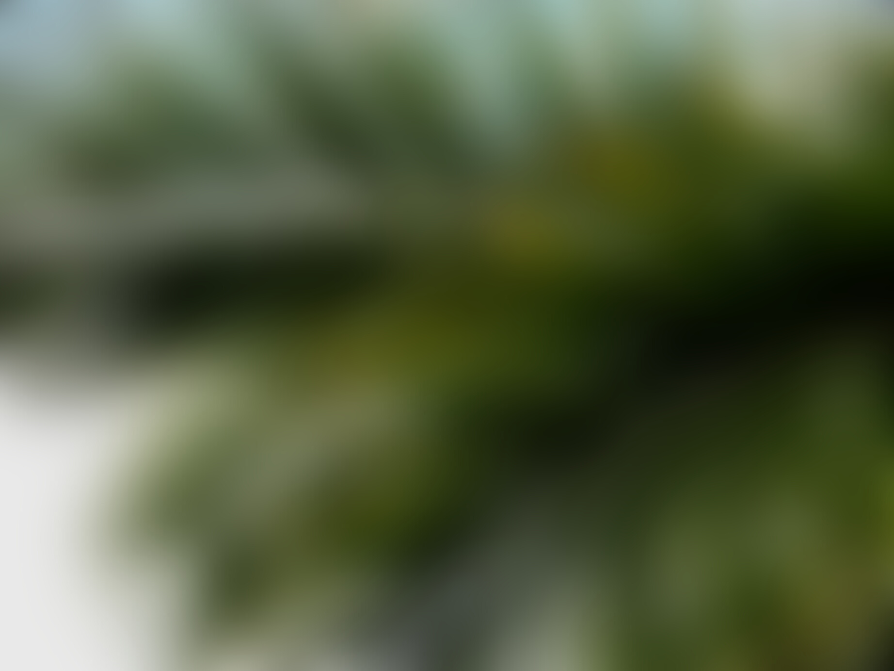 Tropical Palm Leaves